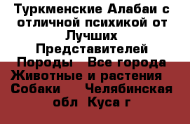 Туркменские Алабаи с отличной психикой от Лучших Представителей Породы - Все города Животные и растения » Собаки   . Челябинская обл.,Куса г.